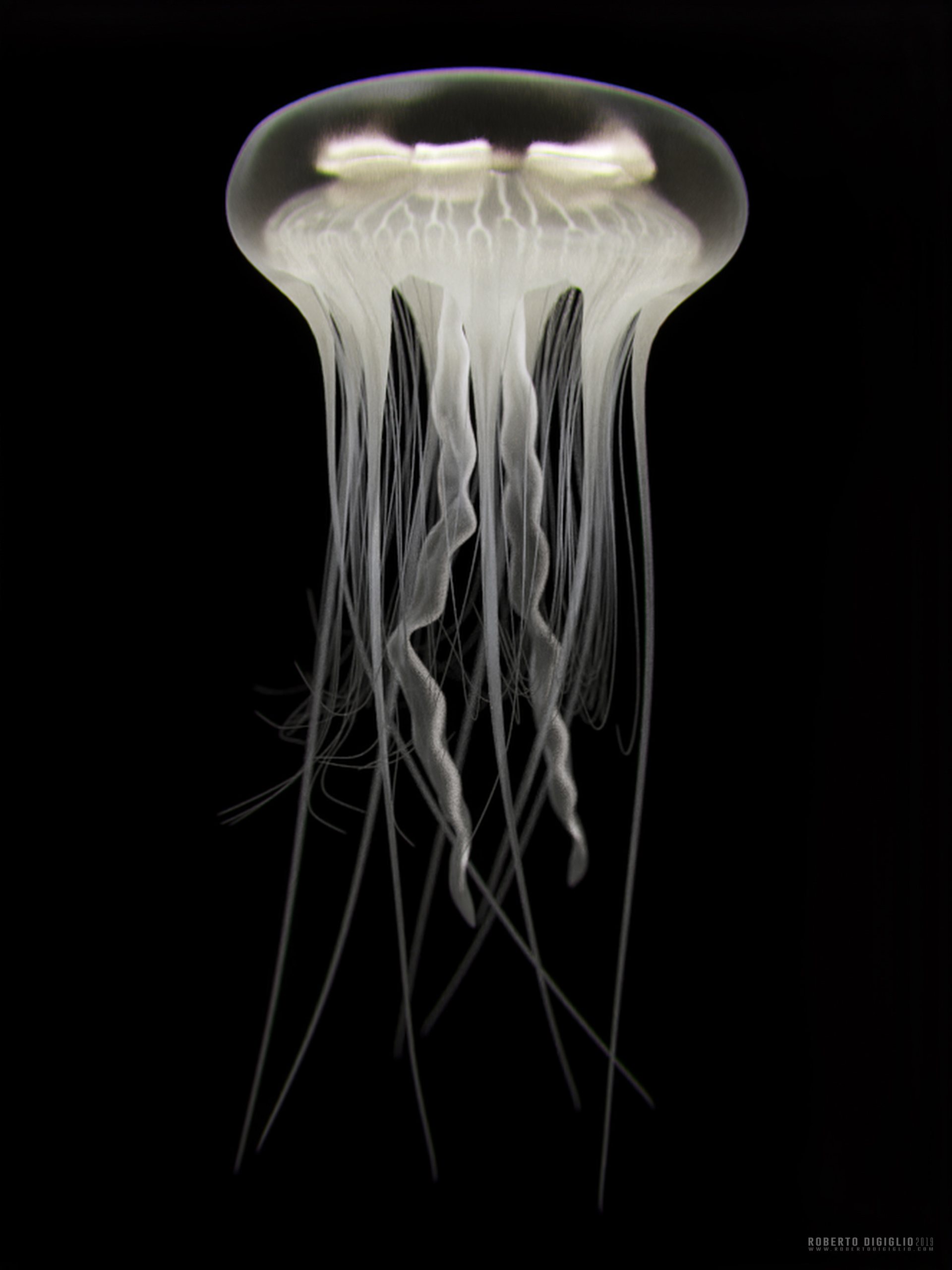 Ghost of the Sea — image 7: an invented bioluminescent jellyfish, creature design by Roberto Digiglio