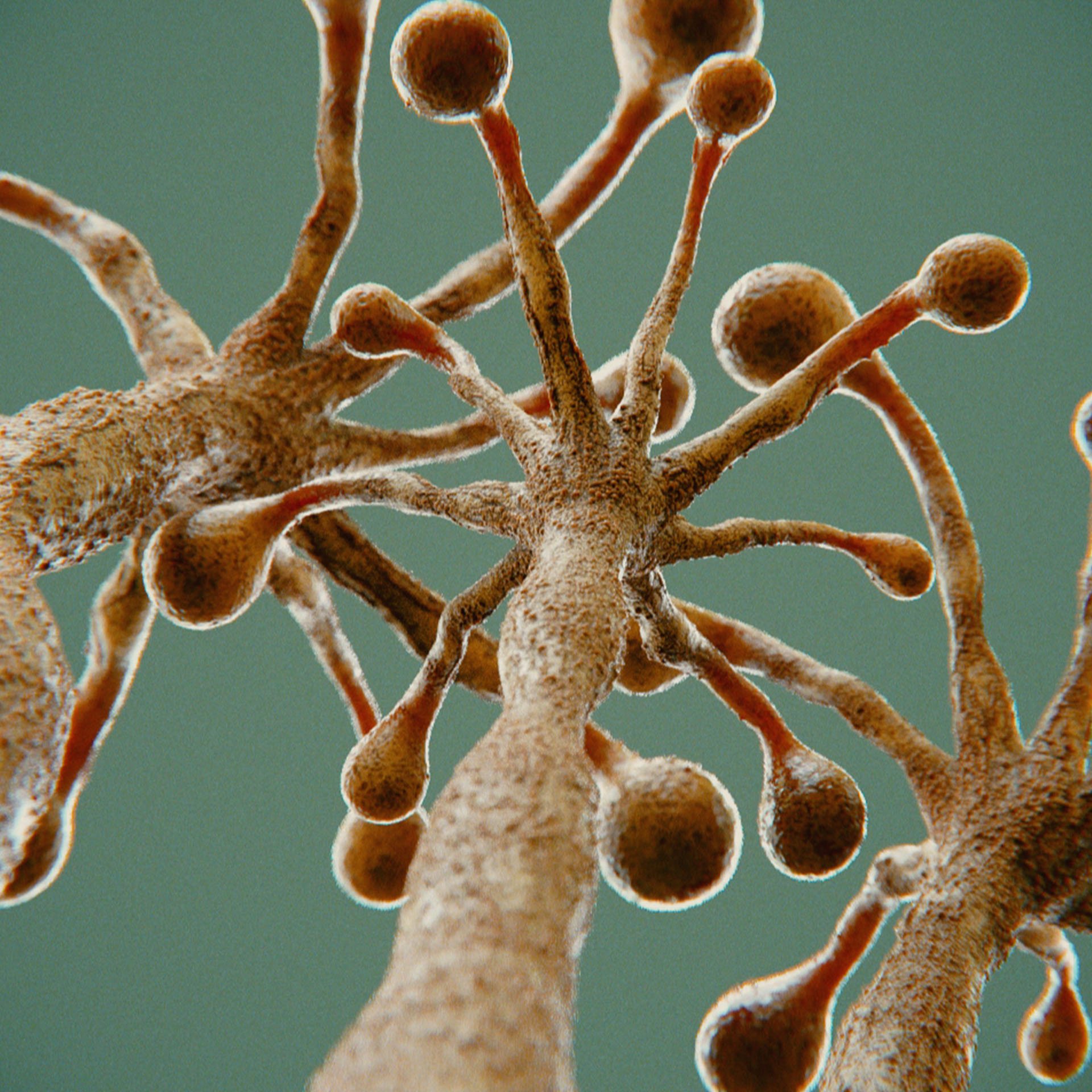 SYMBIOSIS — Flora — tree 1, variation 1: the world of the SYMBIOSIS VR performance: creatures, characters and flora, character design by Roberto Digiglio