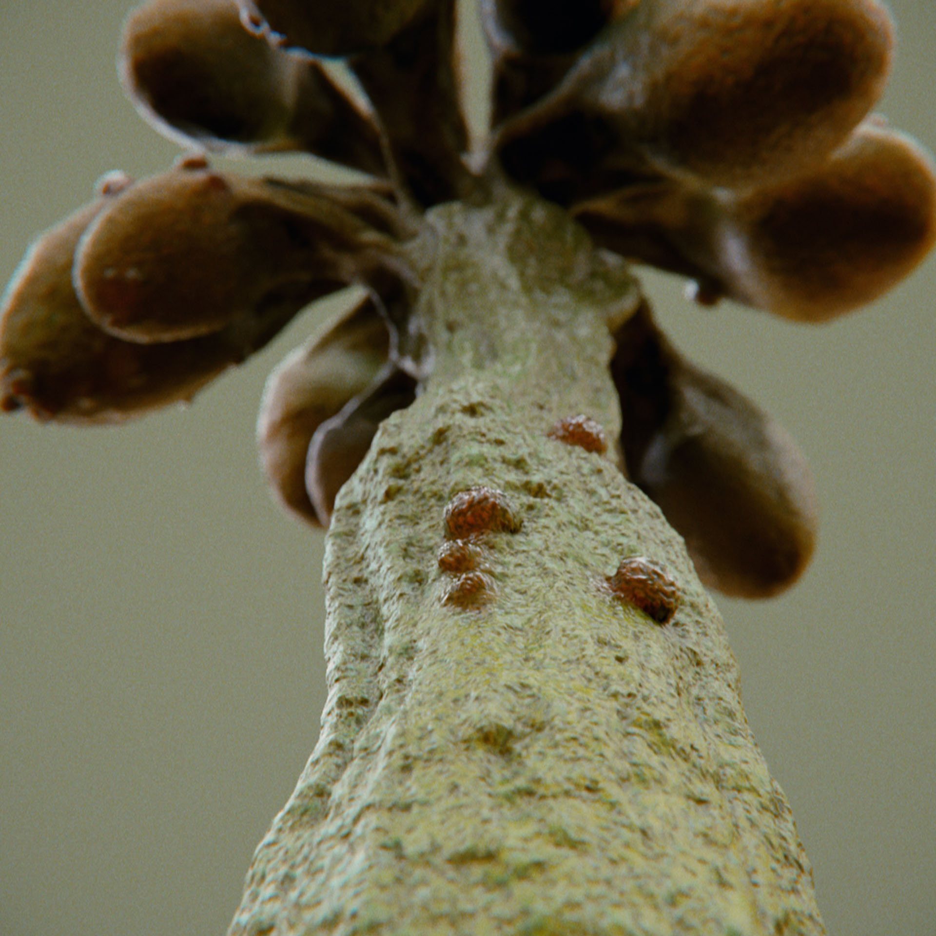 SYMBIOSIS — Flora — tree 5, variation 1: the world of the SYMBIOSIS VR performance: creatures, characters and flora, character design by Roberto Digiglio