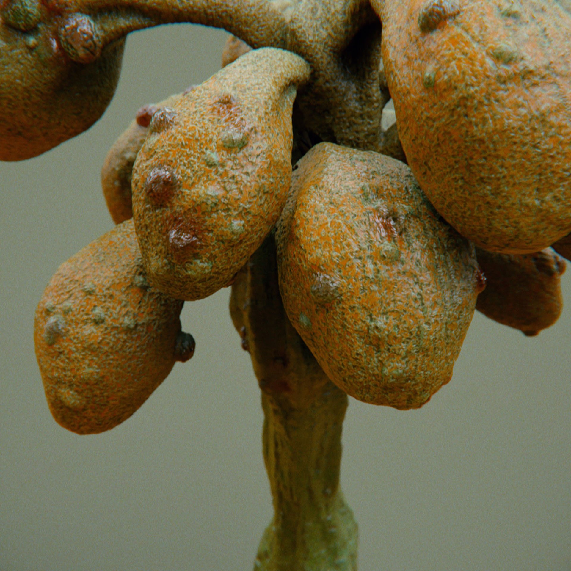 SYMBIOSIS — Flora — tree 5, variation 2: the world of the SYMBIOSIS VR performance: creatures, characters and flora, character design by Roberto Digiglio