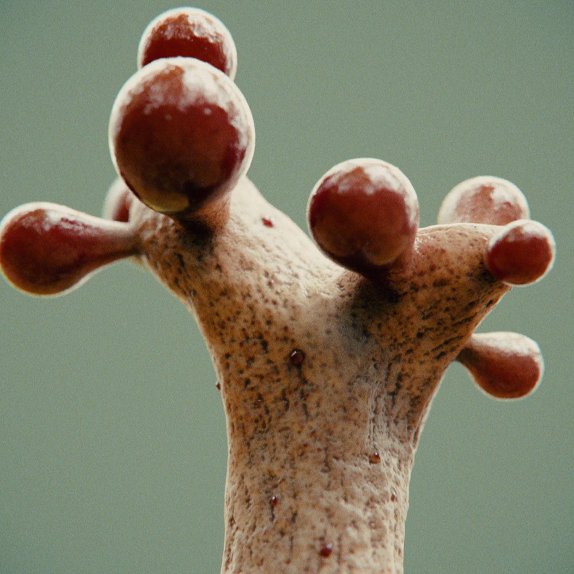 SYMBIOSIS — Flora — shrub 1, variation 2: the world of the SYMBIOSIS VR performance: creatures, characters and flora, character design by Roberto Digiglio