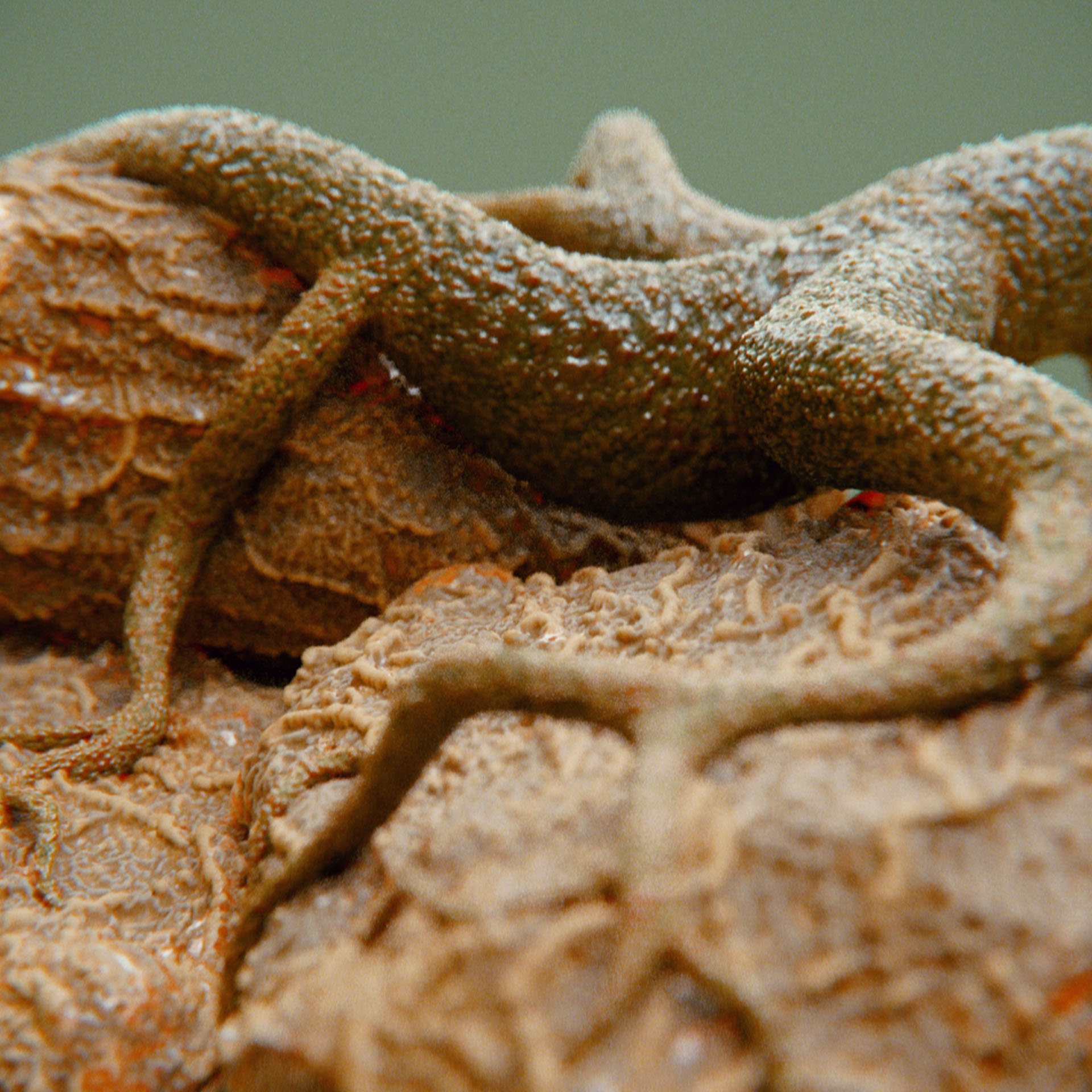 SYMBIOSIS — Flora — rock 3, variation 1: the world of the SYMBIOSIS VR performance: creatures, characters and flora, character design by Roberto Digiglio
