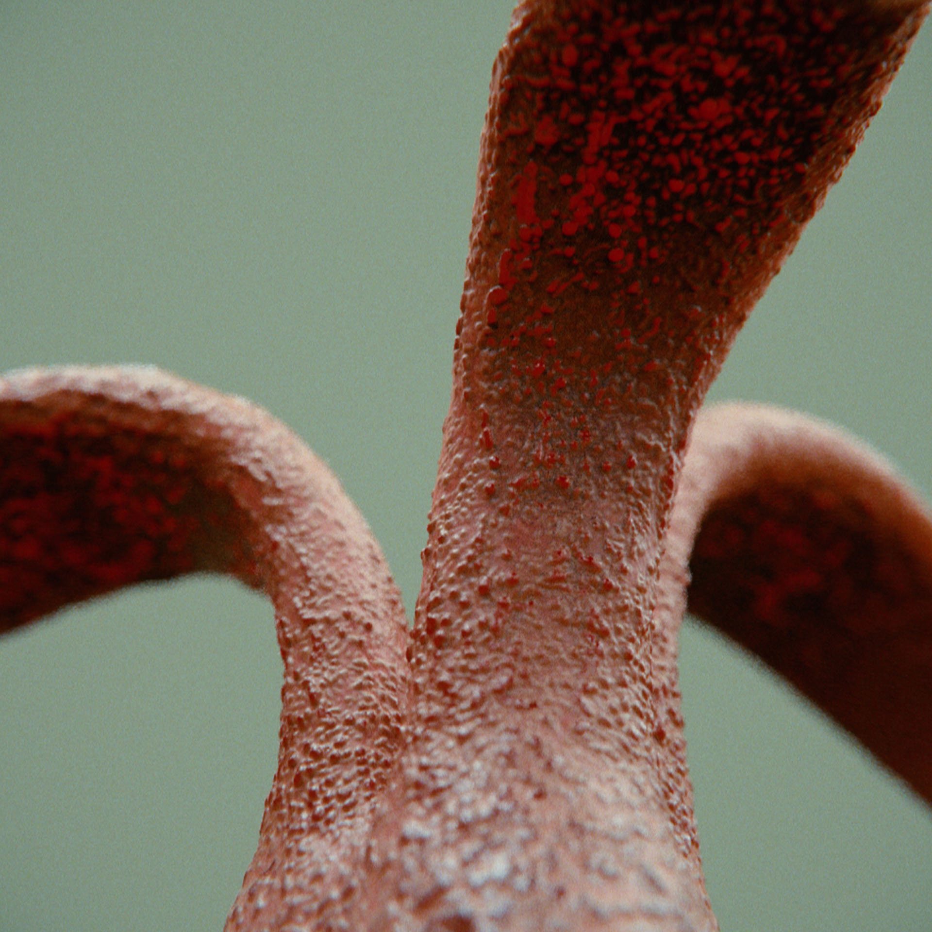 SYMBIOSIS — Flora — mushroom 1, variation 1: the world of the SYMBIOSIS VR performance: creatures, characters and flora, character design by Roberto Digiglio