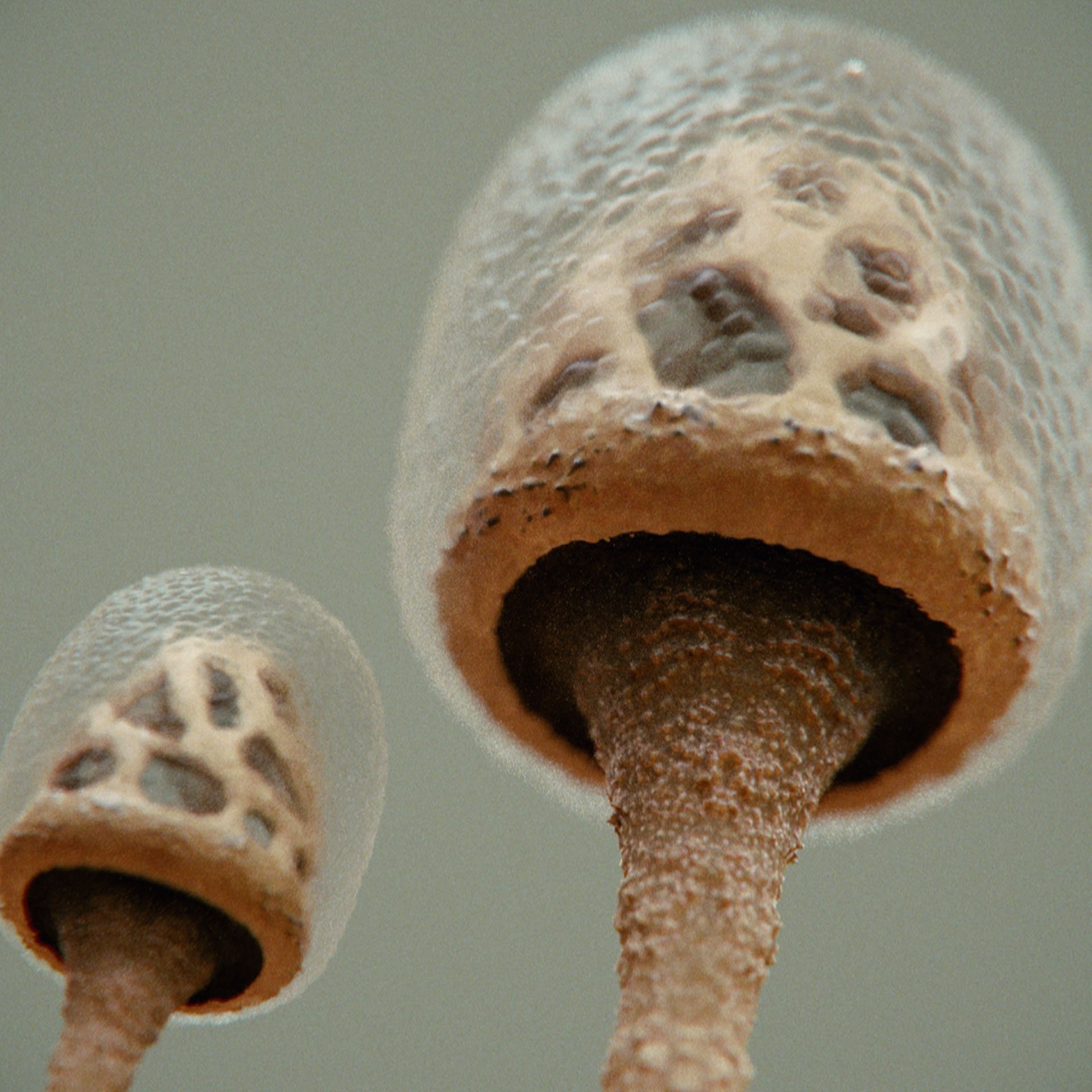 SYMBIOSIS — Flora — mushroom 3, variation 2: the world of the SYMBIOSIS VR performance: creatures, characters and flora, character design by Roberto Digiglio