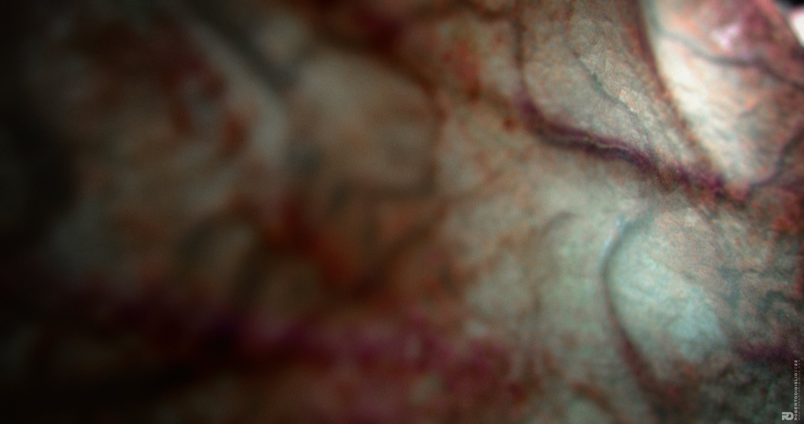 The Magic of Life — image 6: an artificial creature in fetal incubation, creature design by Roberto Digiglio