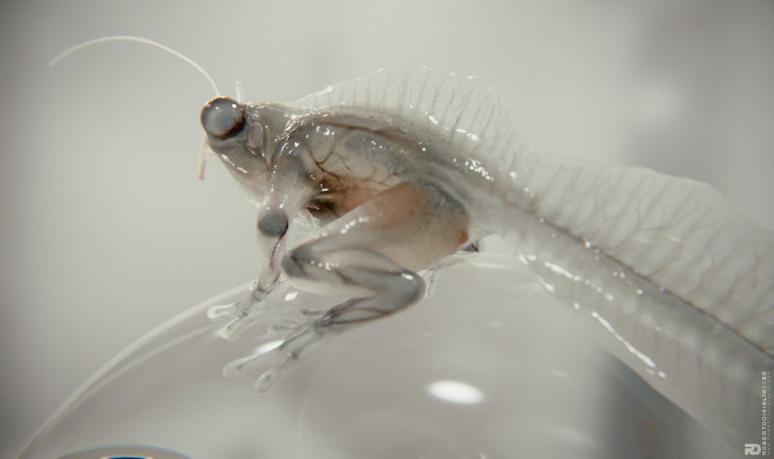 Triturus Profundis — a transparent-skinned cross between a frog and a newt, creature design by Roberto Digiglio
