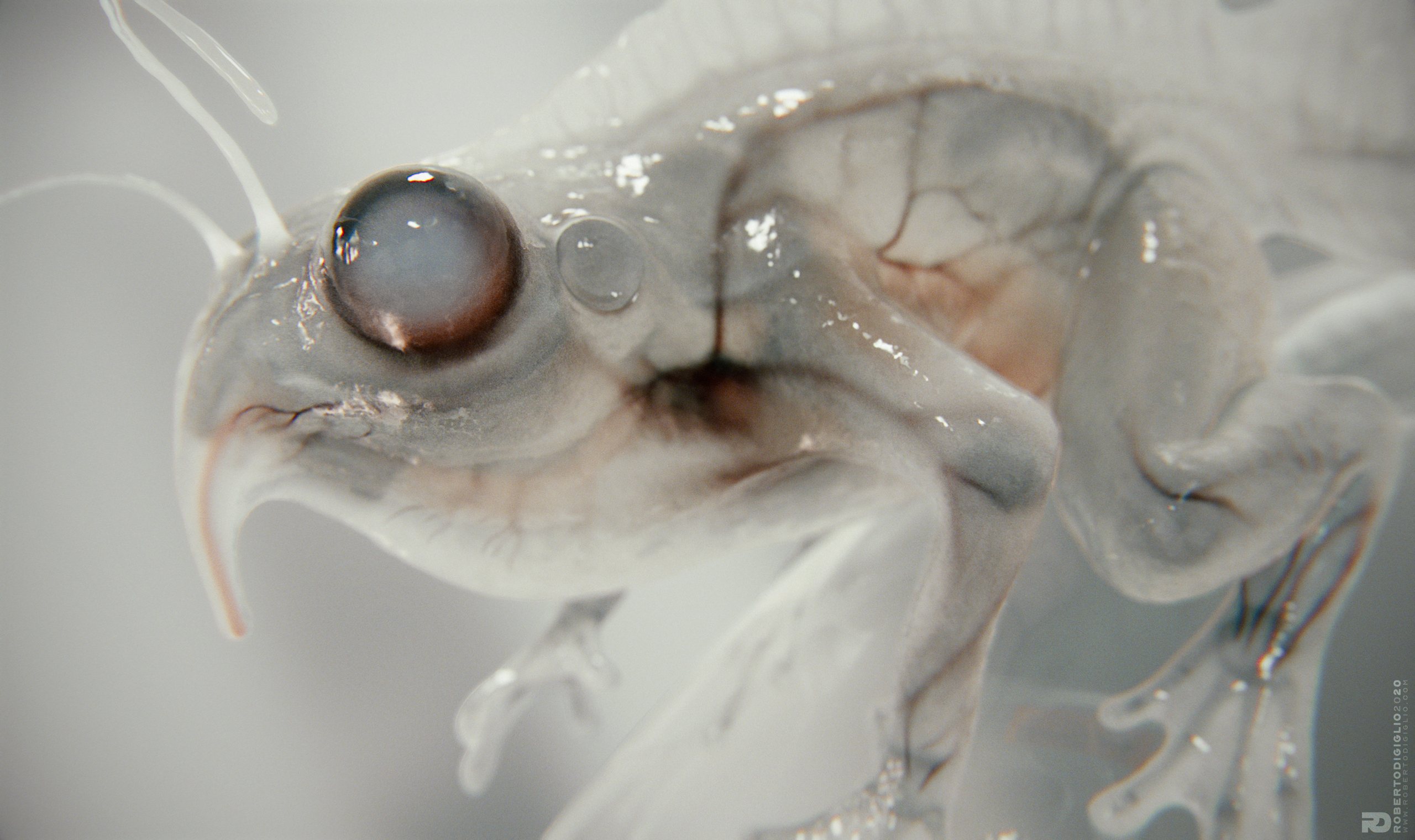 Triturus Profundis — image 6: a transparent-skinned cross between a frog and a newt, creature design by Roberto Digiglio
